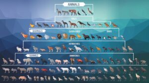 Taxonomie